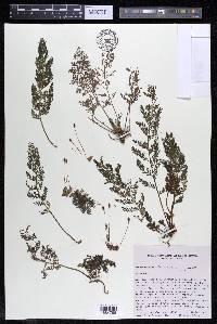 Marathrum foeniculaceum image
