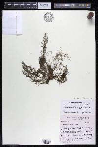Marathrum foeniculaceum image