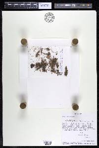 Weddellina squamulosa image