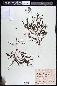 Weddellina squamulosa image