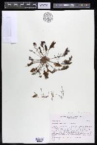 Marathrum foeniculaceum image