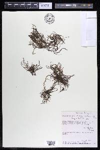 Lophogyne capillacea image