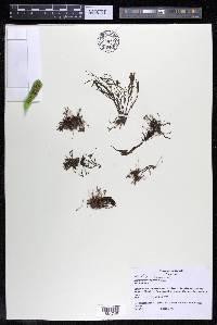 Lophogyne aeruginosa image