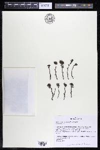 Podostemum distichum image