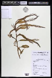 Apinagia longifolia image