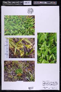 Houstonia canadensis image