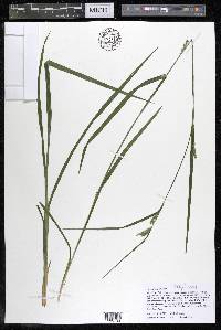 Carex grisea image