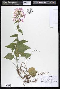 Lunaria annua image