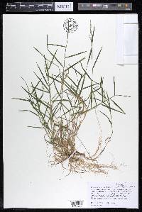 Muhlenbergia schreberi image