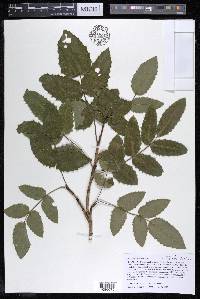 Mahonia aquifolium image