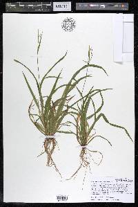 Carex leptonervia image