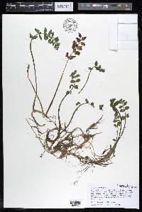 Berula erecta image