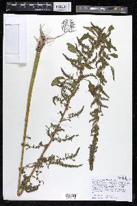 Amaranthus tuberculatus image