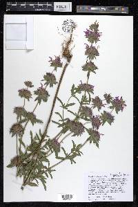 Monarda citriodora image