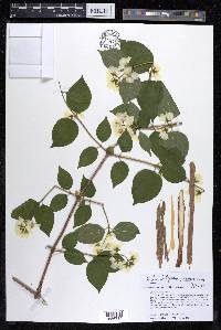 Philadelphus coronarius image