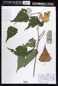 Betula populifolia image