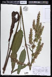 Rumex verticillatus image