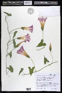 Calystegia sepium subsp. americana image