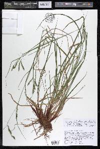 Carex debilis var. debilis image