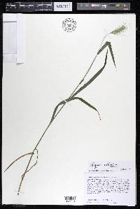 Elymus villosus image