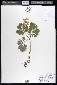 Dicentra canadensis image