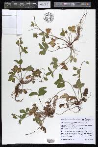 Potentilla indica image