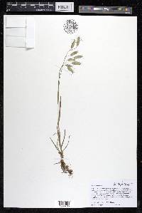 Bromus squarrosus image