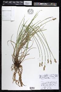 Carex molesta image