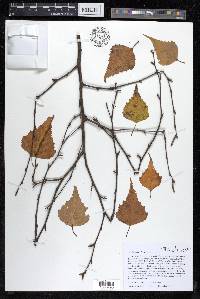 Betula populifolia image