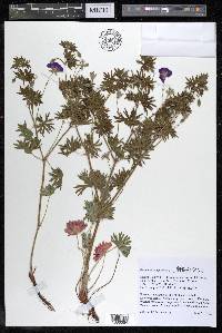 Geranium sanguineum image