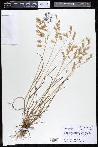 Bromus squarrosus image