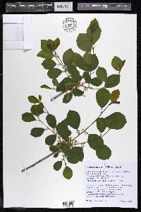 Frangula alnus image