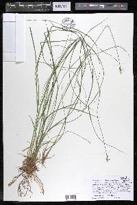 Carex atlantica subsp. atlantica image