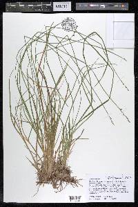 Carex seorsa image