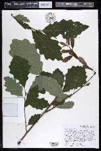Quercus prinoides image