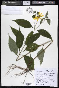 Helianthus decapetalus image