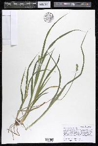 Carex laevivaginata image
