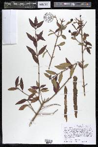 Ligustrum vulgare image