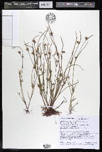 Scleria reticularis image