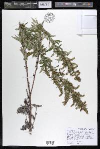 Artemisia vulgaris image