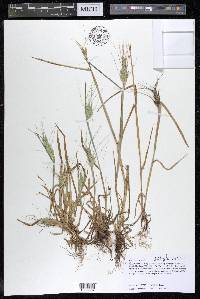 Triticum aestivum image