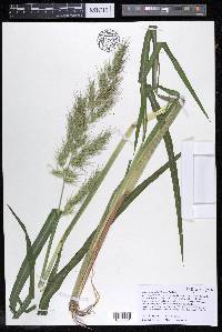 Echinochloa walteri image