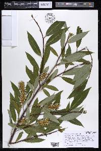 Salix serissima image