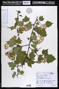 Crataegus phaenopyrum image