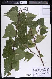 Betula populifolia image