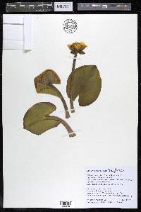 Nuphar variegata image