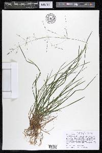 Poa alsodes image