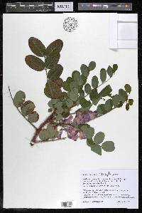 Robinia hispida image