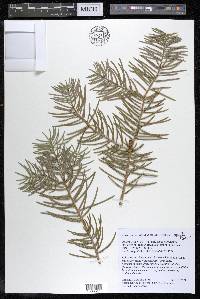 Abies concolor image