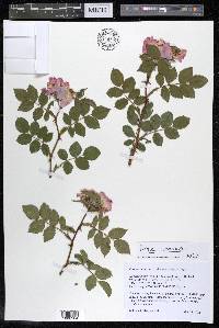 Rosa canina image